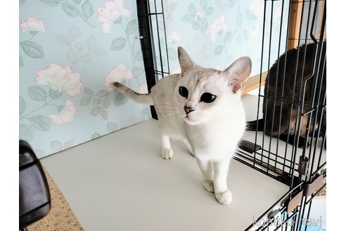 商談中の東京都のバーミラ-93211の7枚目